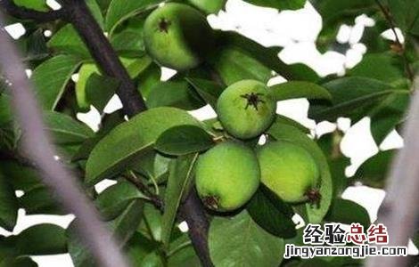 木瓜的防寒越冬措施有哪些 木瓜的防寒越冬措施