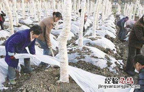 木瓜的防寒越冬措施有哪些 木瓜的防寒越冬措施