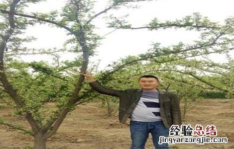 李子树落花落果什么原因 李子落花落果的原因及防治措施