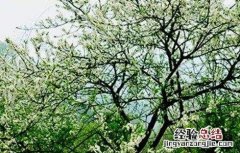 李子树落花落果什么原因 李子落花落果的原因及防治措施