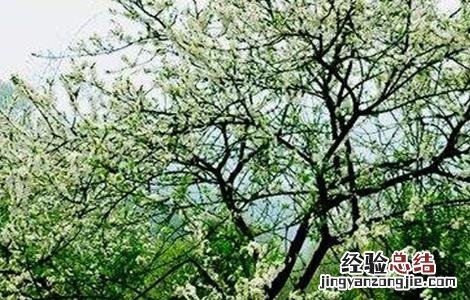 李子树落花落果什么原因 李子落花落果的原因及防治措施