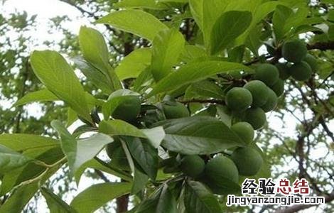 李子树落花落果什么原因 李子落花落果的原因及防治措施