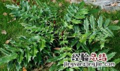 刺黄连的功效与作用 刺黄连的功效与作用及禁忌