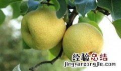砀山梨的功效与作用 冰糖炖砀山梨的功效与作用