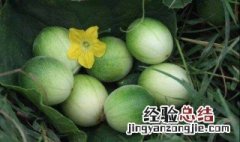 马泡瓜的功效与作用 马泡瓜的功效与作用禁忌