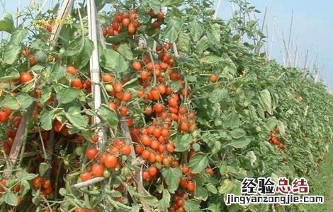 圣女果的繁殖技术 圣女果怎么育种