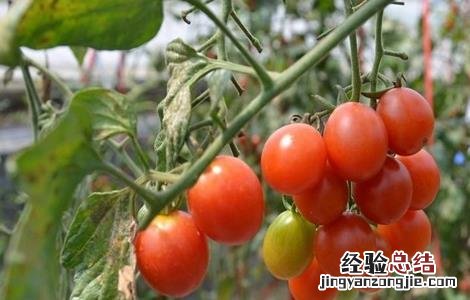 圣女果的繁殖技术 圣女果怎么育种