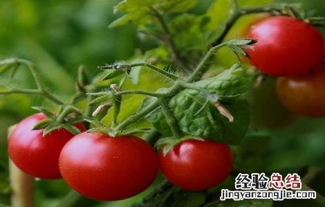 圣女果的繁殖技术 圣女果怎么育种