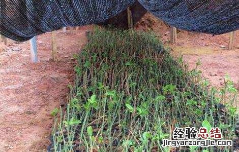 百香果的繁殖方法视频 百香果的繁殖方法