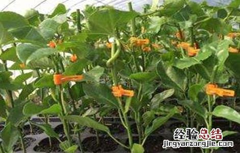 百香果的繁殖方法视频 百香果的繁殖方法