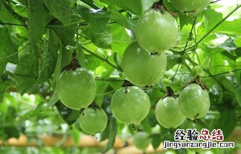 百香果的繁殖方法视频 百香果的繁殖方法
