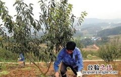 李子怎么施肥视频 李子怎么施肥