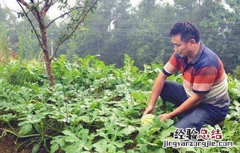 李子怎么施肥视频 李子怎么施肥