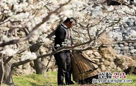 李子怎么施肥视频 李子怎么施肥