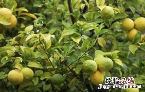 盆栽柠檬花期的管理 柠檬的花期管理技术