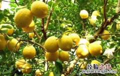 盆栽柠檬花期的管理 柠檬的花期管理技术