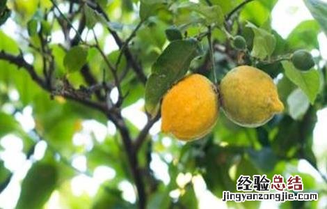 盆栽柠檬花期的管理 柠檬的花期管理技术