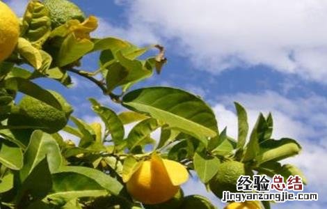盆栽柠檬花期的管理 柠檬的花期管理技术
