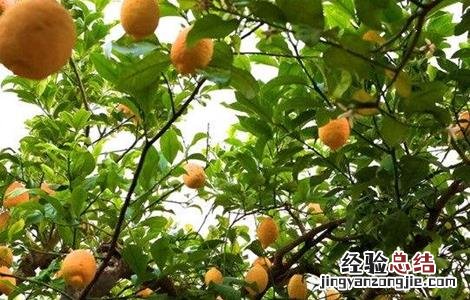 盆栽柠檬花期的管理 柠檬的花期管理技术