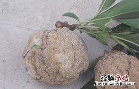 李子食心虫的防治方法 李子食心虫的防治方法有哪些