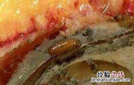 李子食心虫的防治方法 李子食心虫的防治方法有哪些