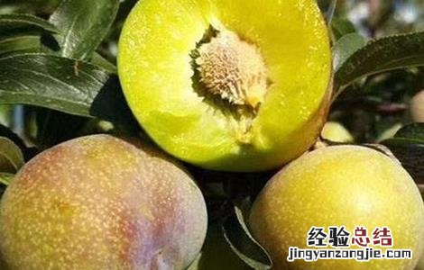 李子食心虫的防治方法 李子食心虫的防治方法有哪些