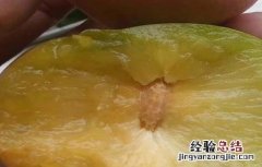 李子食心虫的防治方法 李子食心虫的防治方法有哪些