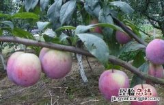 李子常见病虫害防治方法 李子有哪些病虫害和防治方法