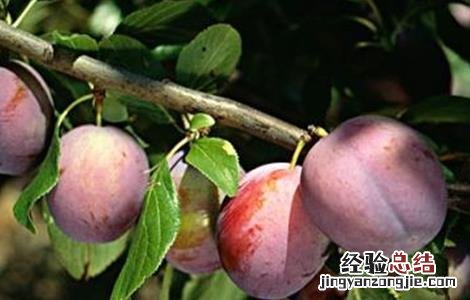 李子常见病虫害防治方法 李子有哪些病虫害和防治方法