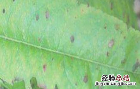 李子常见病虫害防治方法 李子有哪些病虫害和防治方法