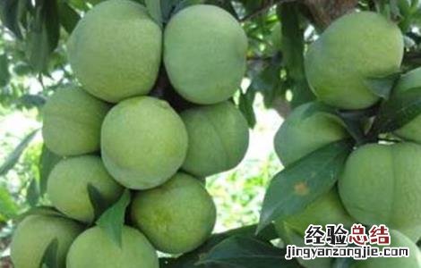 李子常见病虫害防治方法 李子有哪些病虫害和防治方法