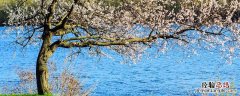 杏树怎么嫁接 杏树怎么嫁接桃树