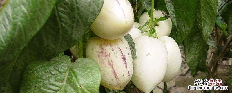 人参果苗怎么种植技术 人参果苗怎么培育