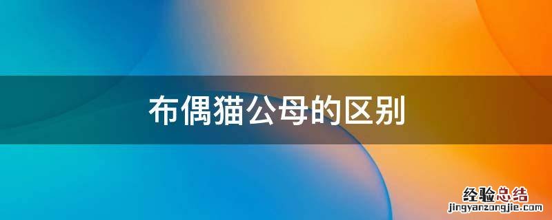 布偶猫公母有什么区别 布偶猫公母的区别
