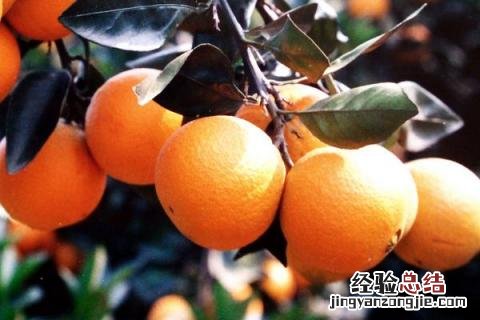 脐橙有哪几种品种 最好的脐橙品种是什么品种