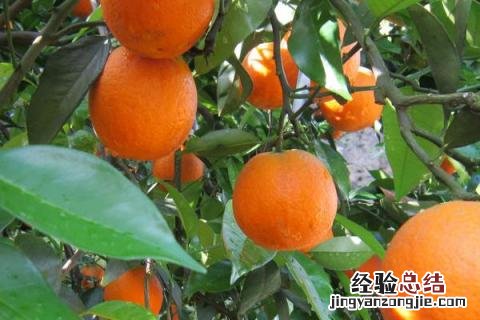脐橙有哪几种品种 最好的脐橙品种是什么品种