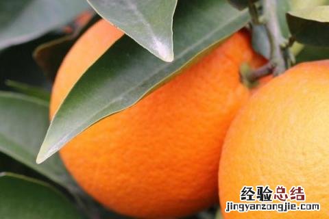 脐橙有哪几种品种 最好的脐橙品种是什么品种