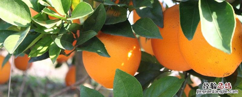 脐橙有哪几种品种 最好的脐橙品种是什么品种