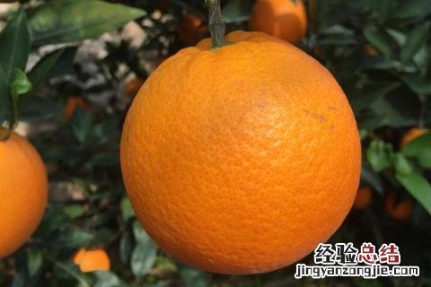 脐橙有哪几种品种 最好的脐橙品种是什么品种