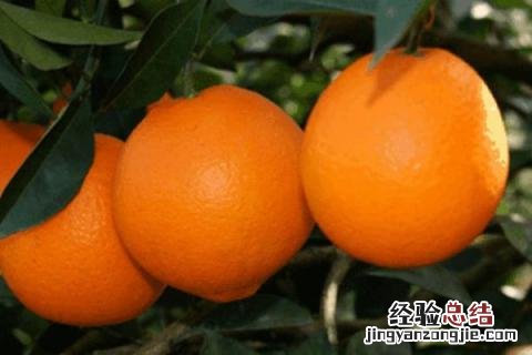 脐橙有哪几种品种 最好的脐橙品种是什么品种