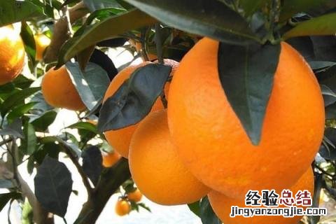 脐橙有哪几种品种 最好的脐橙品种是什么品种