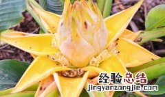 煮芭蕉的功效与作用 煮芭蕉心做法教程