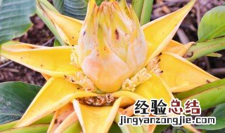 煮芭蕉的功效与作用 煮芭蕉心做法教程