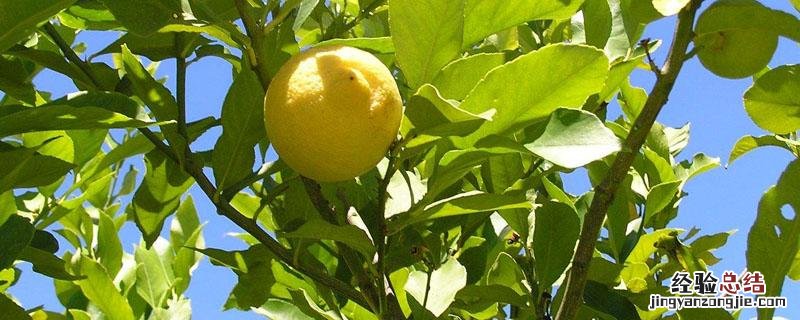 种柠檬需要怎样种植才开花结果 柠檬开花期间怎么管理才结果多