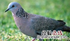 斑鸠一般在什么季节下蛋 斑鸠什么时候下蛋孵小鸟
