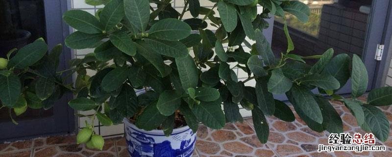 柠檬籽怎么种小盆栽 柠檬籽怎么种小盆栽长大了能结果吗?