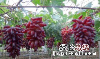 葡萄树几月份结葡萄 葡萄树几月份会结果