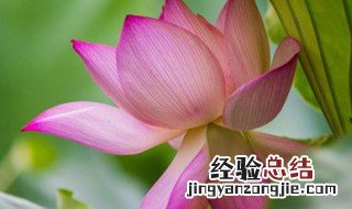 荷花在什么季节开 荷花在什么季节开放花