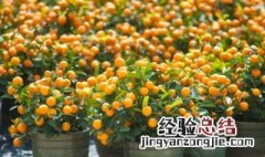 桔子在什么季节开花 桔子是什么季节开花结果