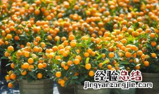 桔子在什么季节开花 桔子是什么季节开花结果
